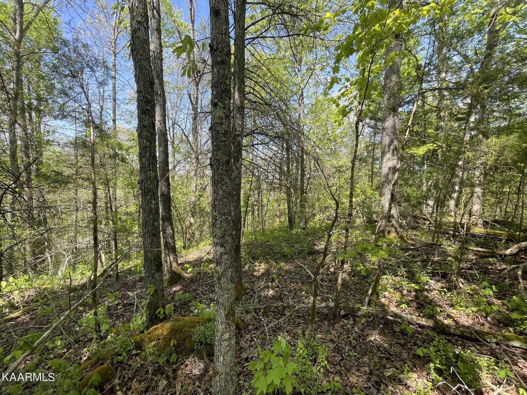 1.43-acre Mt Harmony Road Tellico Plains, TN 37385 - Photo 19 of 37 2E55DBB9-377C-49AF-B8FB-83552F860032