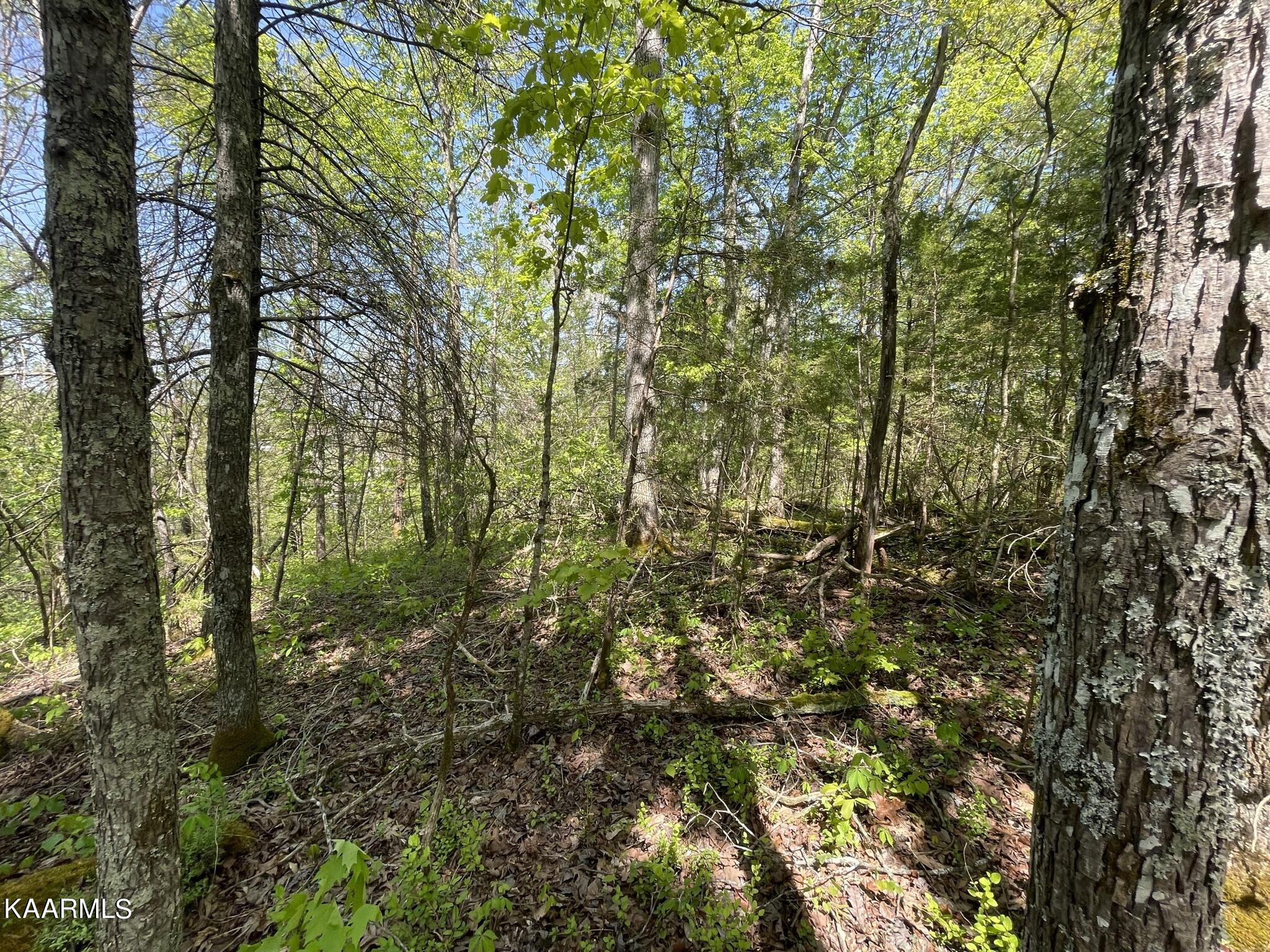 1.43-acre Mt Harmony Road Tellico Plains, TN 37385 - Photo 20 of 37 83BA81FA-B20B-4EB2-9B2E-76870770A634