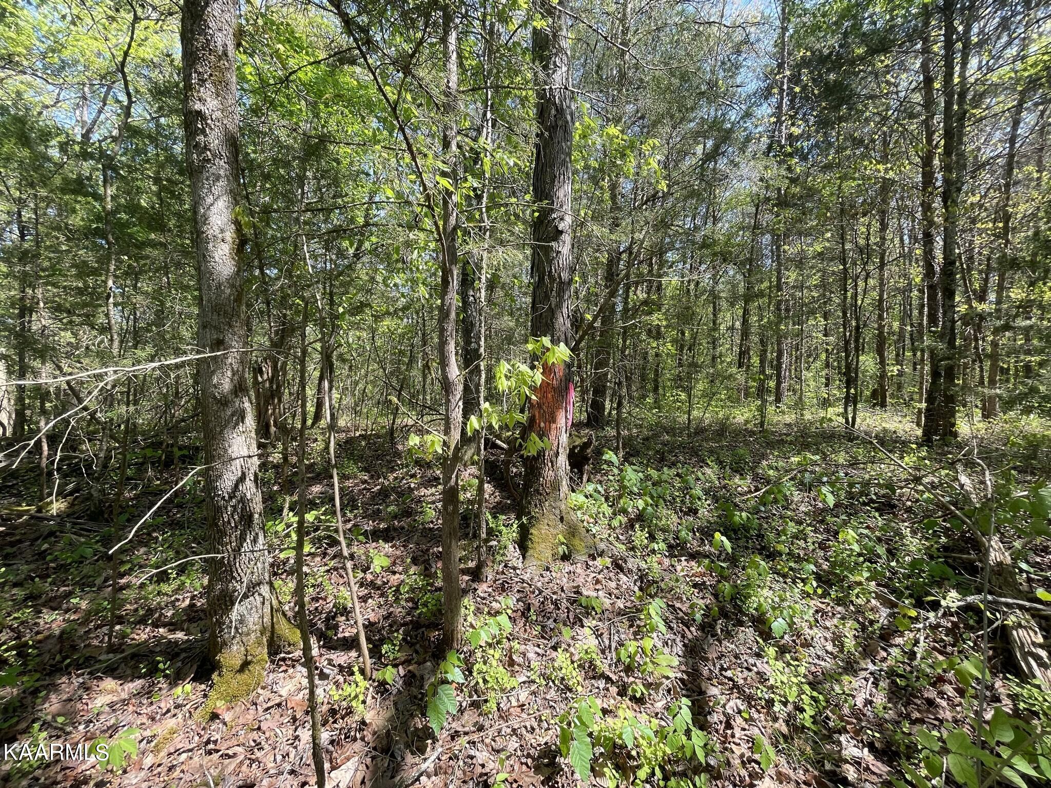 1.43-acre Mt Harmony Road Tellico Plains, TN 37385 - Photo 21 of 37 C090D6E2-FE66-4AE0-9236-DEBCFE539DCA