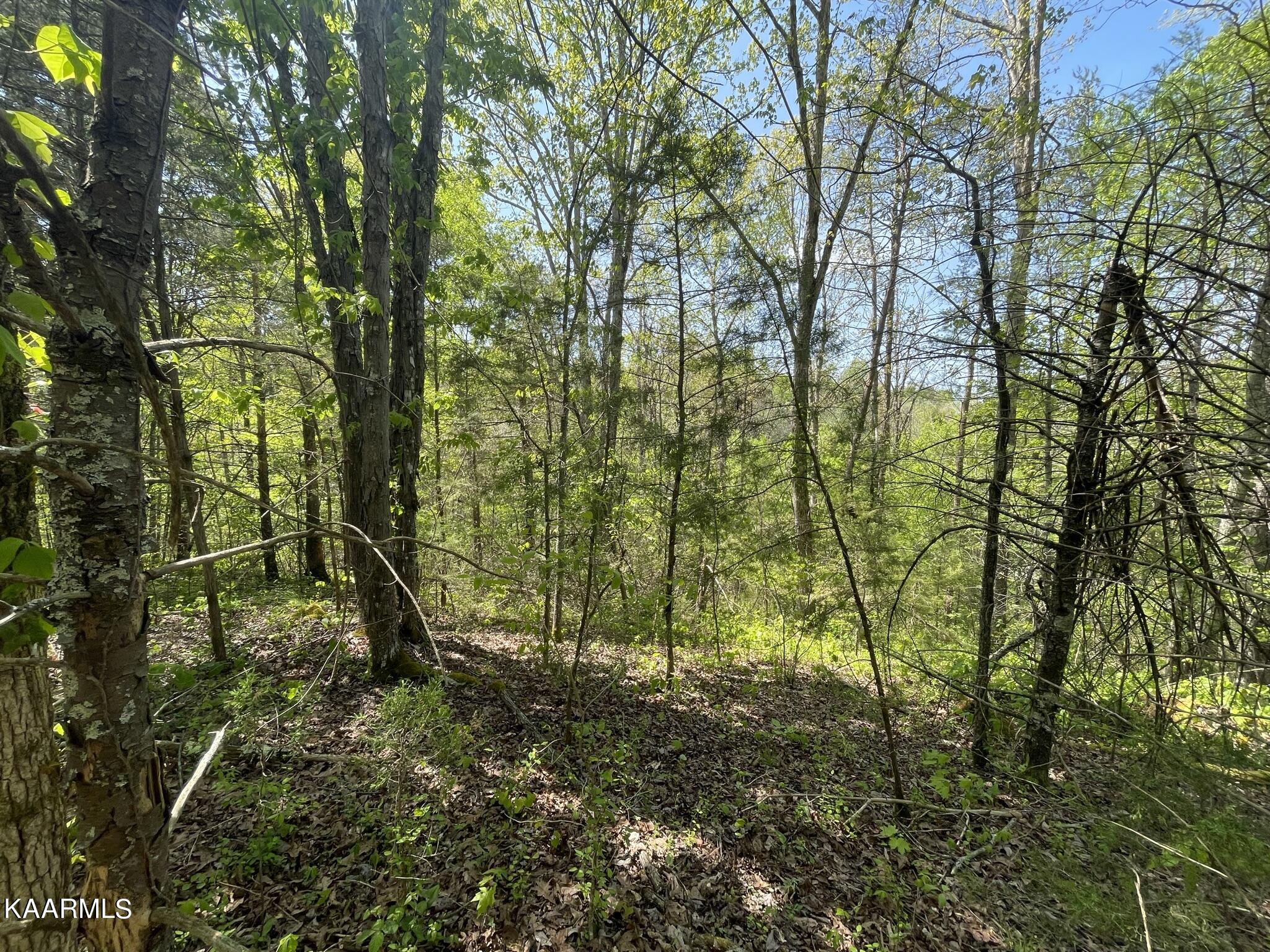 1.43-acre Mt Harmony Road Tellico Plains, TN 37385 - Photo 23 of 37 28532EB4-3481-4D9E-B267-3A6CE36C6EFD