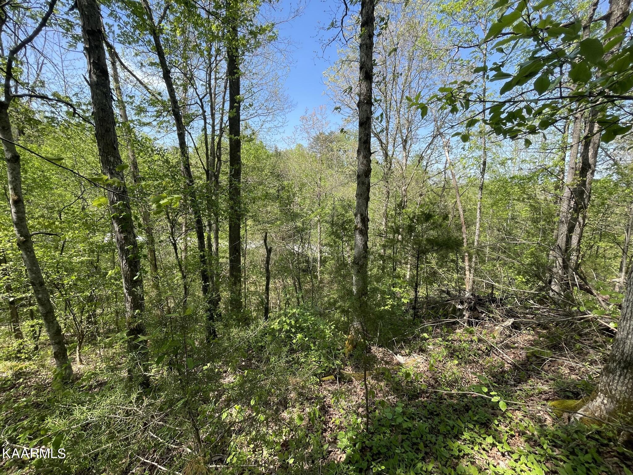 1.43-acre Mt Harmony Road Tellico Plains, TN 37385 - Photo 24 of 37 FD2757AD-ABB7-4F85-9519-EE111BF81AB5