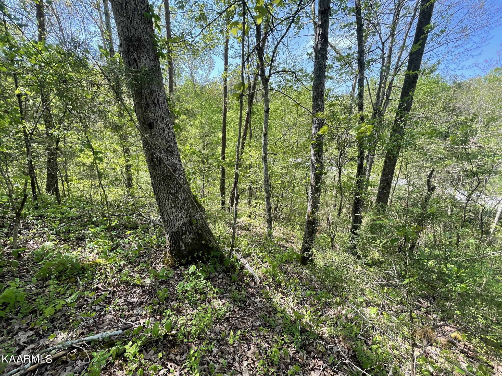 1.43-acre Mt Harmony Road Tellico Plains, TN 37385 - Photo 25 of 37 F64AED00-5A32-4105-A99B-DC5ED5C963F7