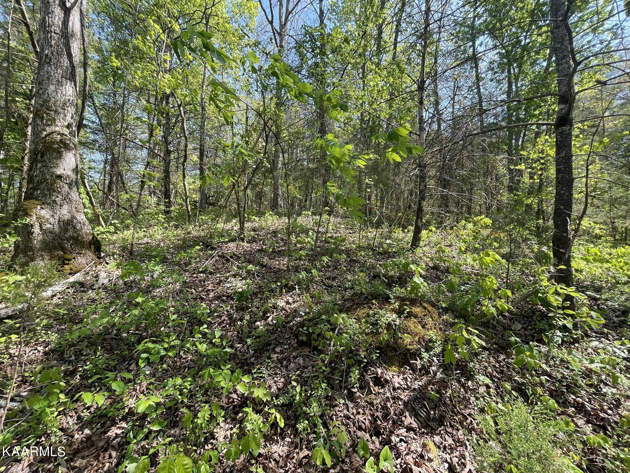 1.43-acre Mt Harmony Road Tellico Plains, TN 37385 - Photo 27 of 37 0DE42267-2809-49E5-8EE7-06D8477DFCA0