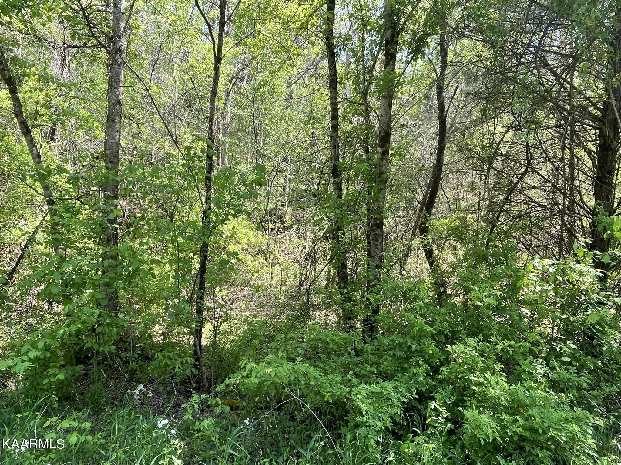 1.43-acre Mt Harmony Road Tellico Plains, TN 37385 - Photo 28 of 37 457464FC-9F34-42B2-917E-0C2A56A4C3BF