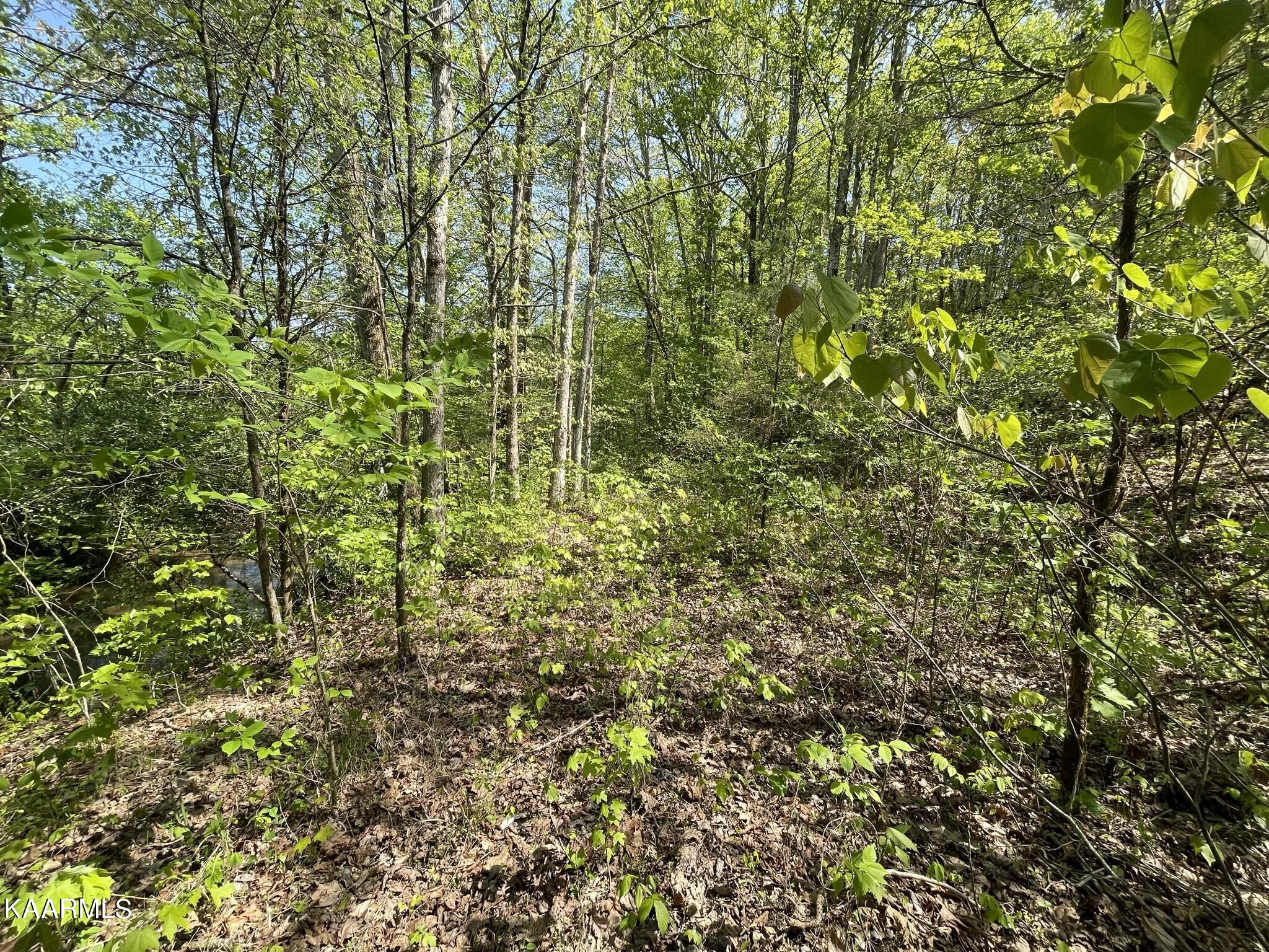 1.43-acre Mt Harmony Road Tellico Plains, TN 37385 - Photo 31 of 37 261A24C2-ECDF-4EEE-A6C2-BCA37D815D25