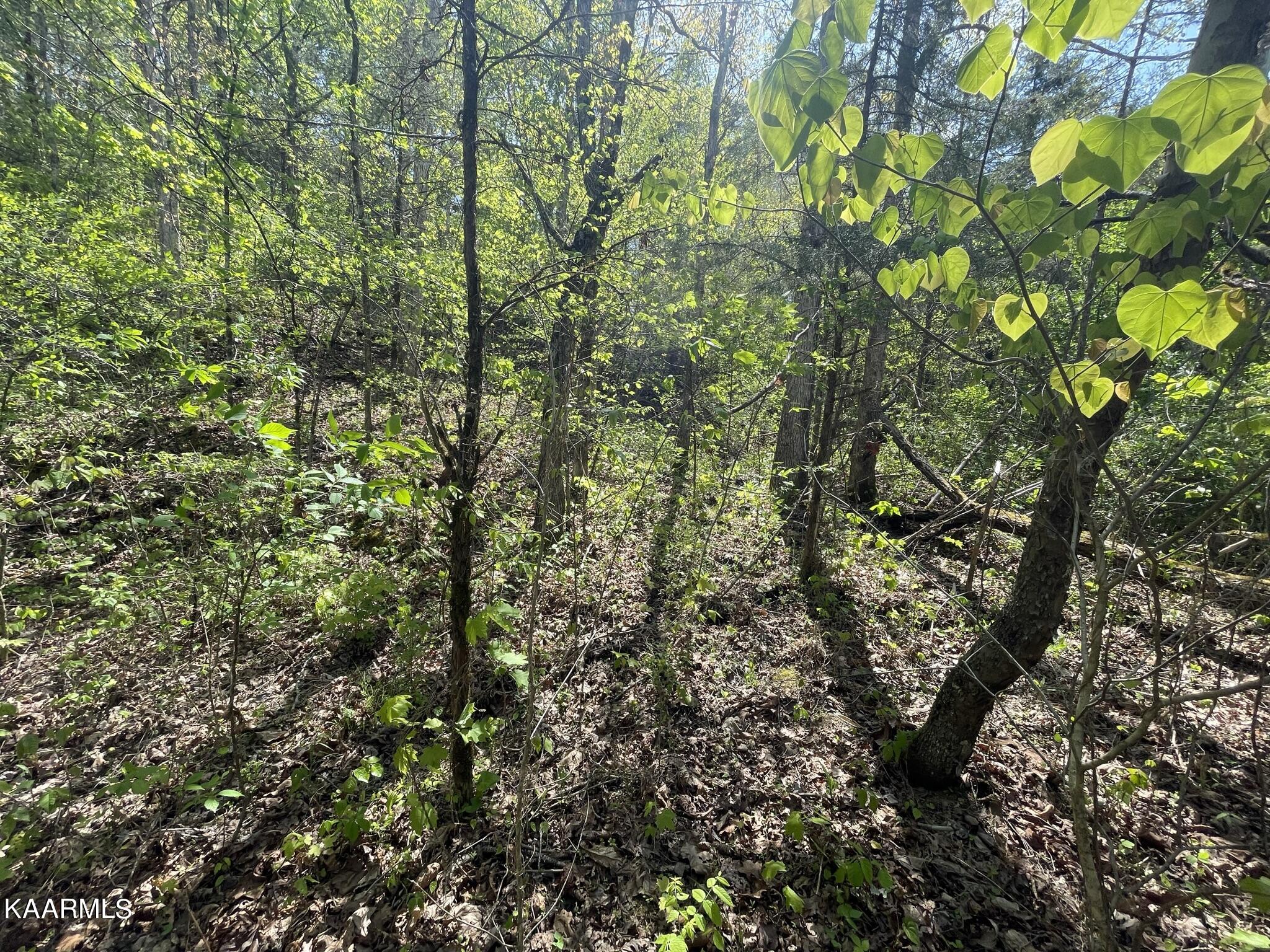 1.43-acre Mt Harmony Road Tellico Plains, TN 37385 - Photo 32 of 37 087BCDC6-8F27-4949-9702-35AAFE4D79B9