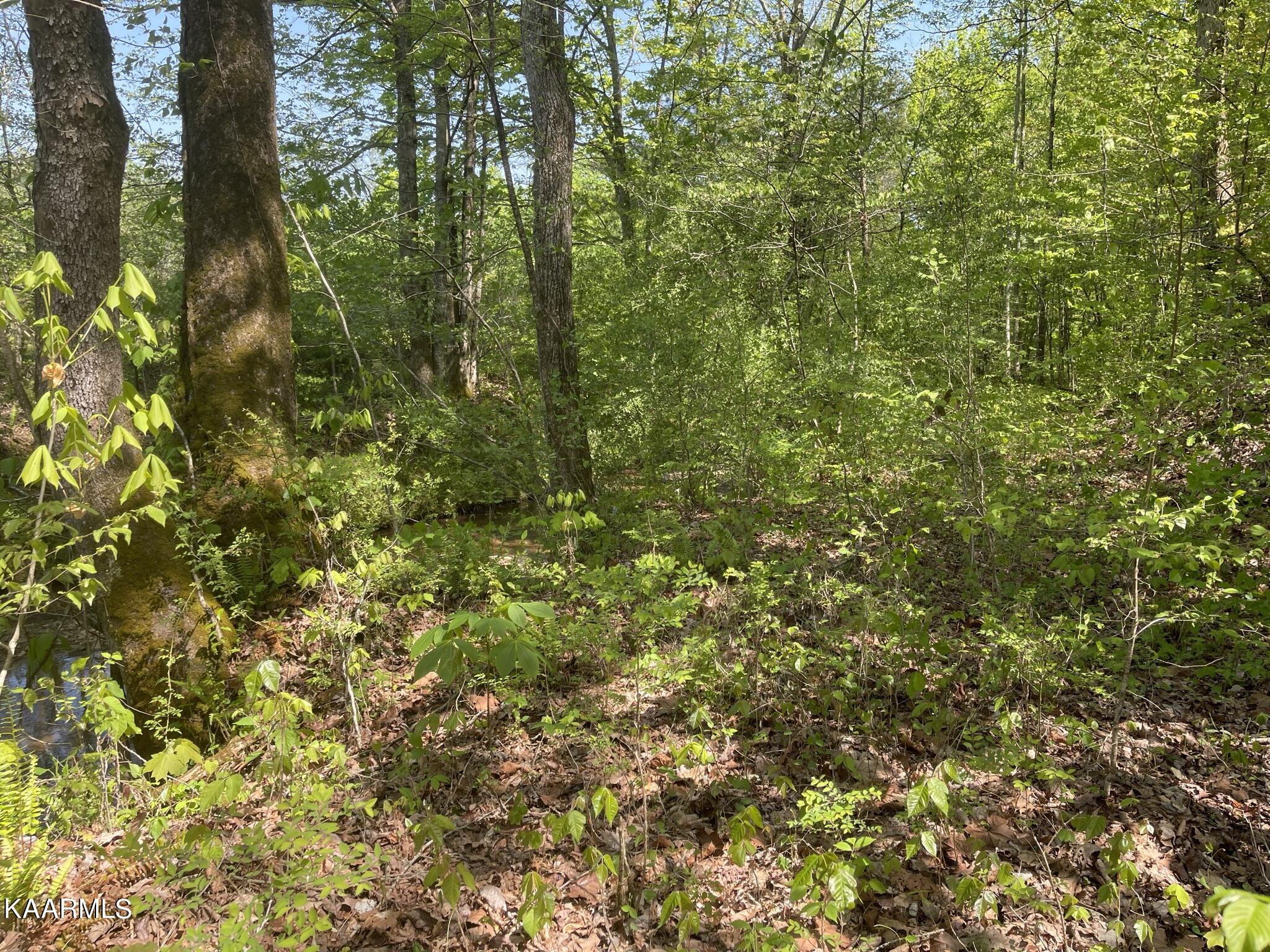 1.43-acre Mt Harmony Road Tellico Plains, TN 37385 - Photo 34 of 37 58C8C36B-DB0A-4694-AF95-C6E746747B5D