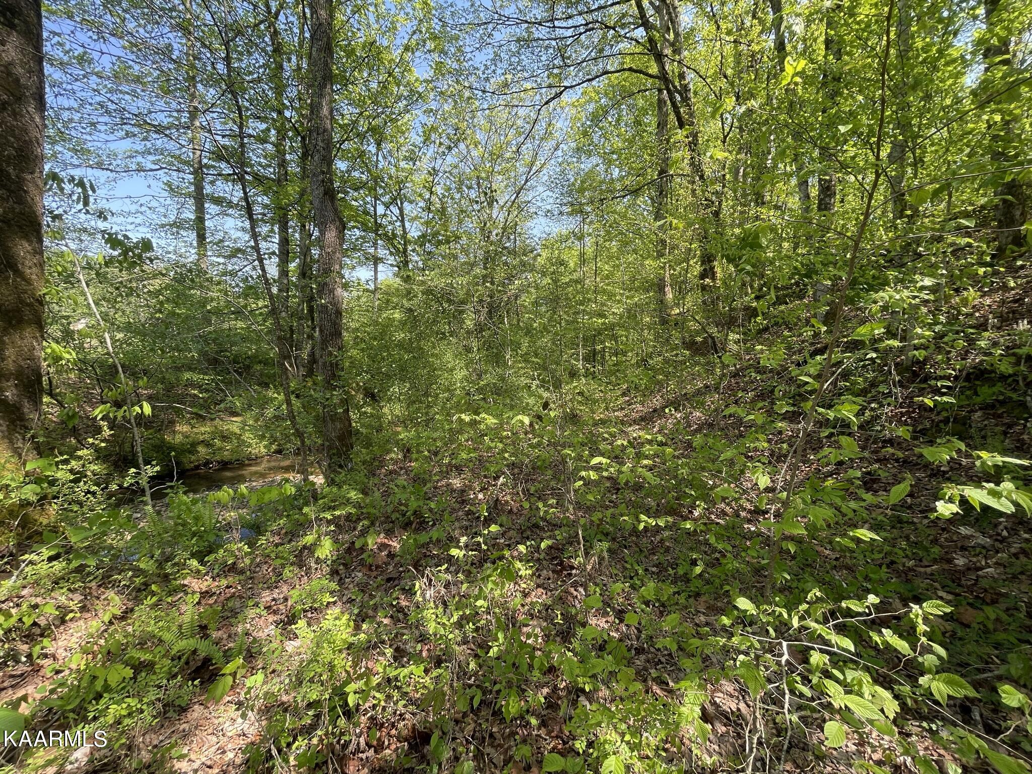 1.43-acre Mt Harmony Road Tellico Plains, TN 37385 - Photo 35 of 37 1A8CED92-B0BF-453F-B0C3-D36B1495814E