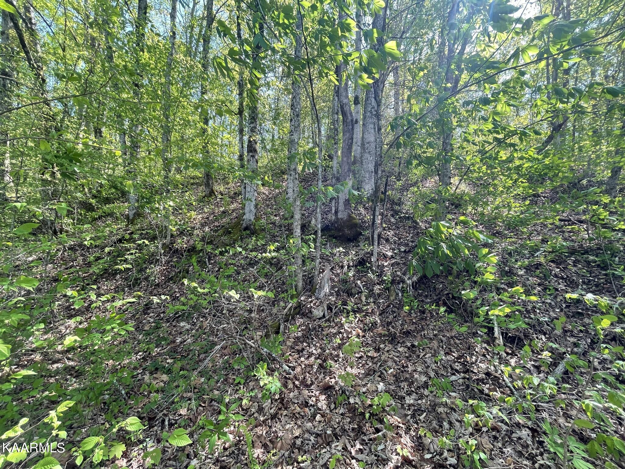1.43-acre Mt Harmony Road Tellico Plains, TN 37385 - Photo 36 of 37 BF305B89-B314-488A-B2A6-9E2DA38A011E