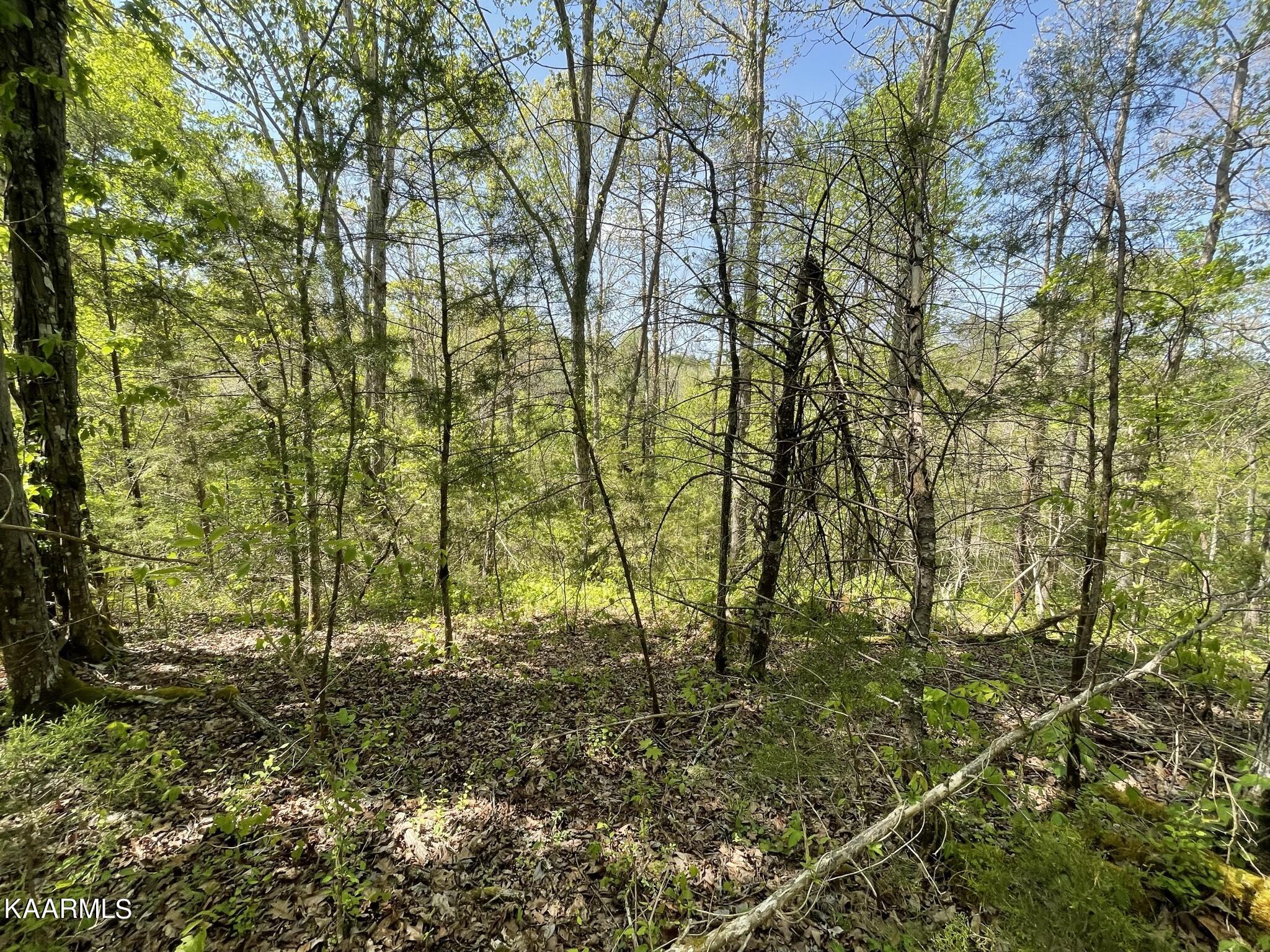 1.43-acre Mt Harmony Road Tellico Plains, TN 37385 - Photo 4 of 37 0F7E267B-CA03-4272-AF4A-5124524B0B07