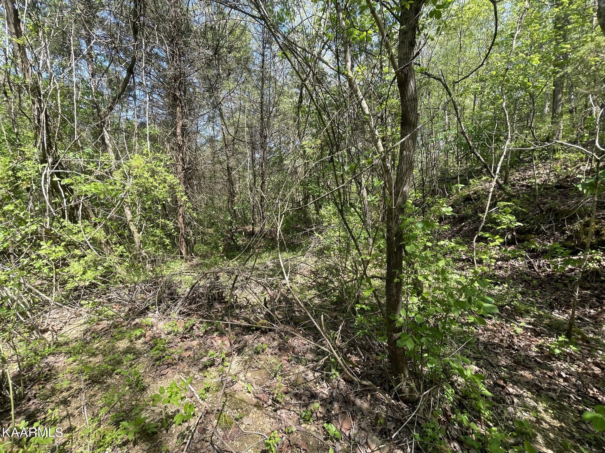 1.43-acre Mt Harmony Road Tellico Plains, TN 37385 - Photo 5 of 37 E6EBBD75-FFAF-4DD1-B6C8-C508CF02E1B1