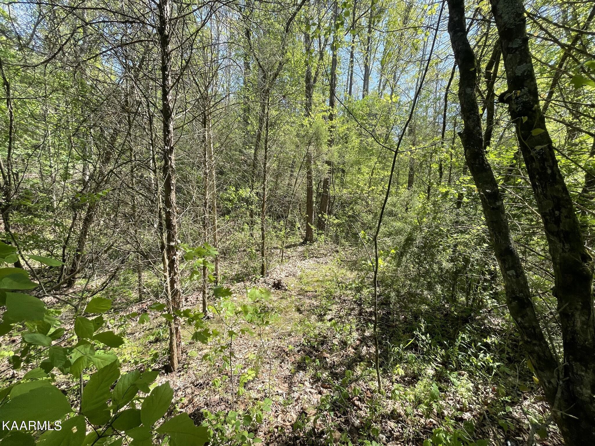 1.43-acre Mt Harmony Road Tellico Plains, TN 37385 - Photo 6 of 37 DAAEC20F-547B-416F-BEC1-68FEC254DDCA