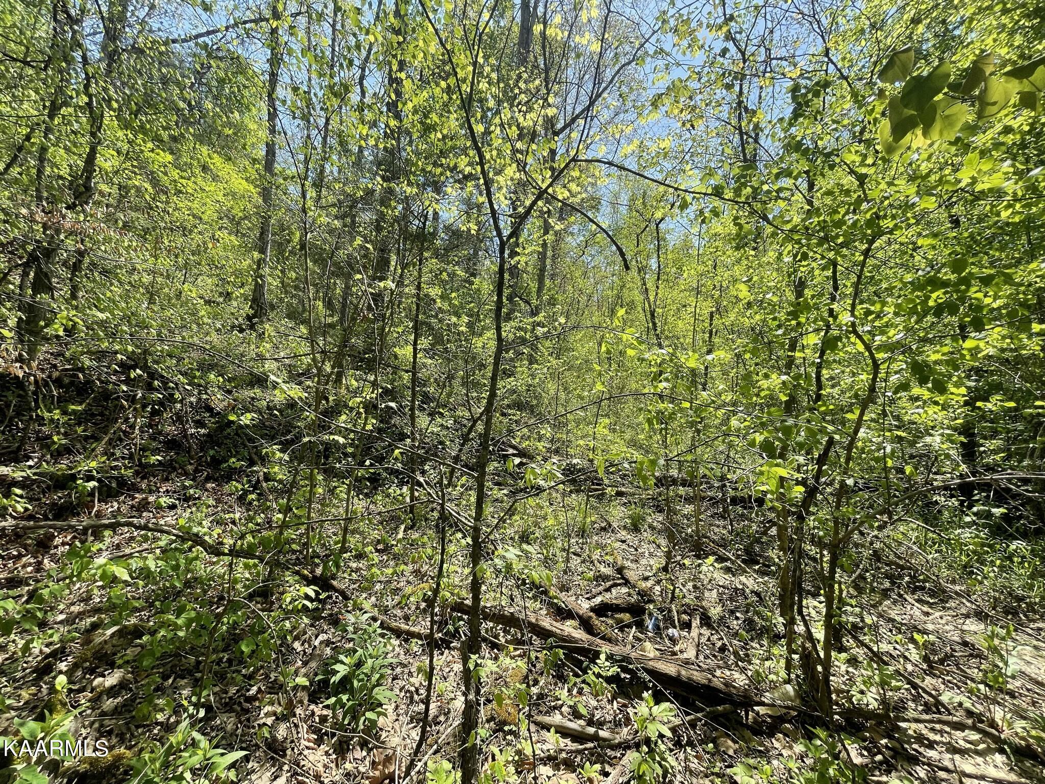 1.43-acre Mt Harmony Road Tellico Plains, TN 37385 - Photo 7 of 37 E1BA135D-7169-407C-AA04-326AECF5DB88