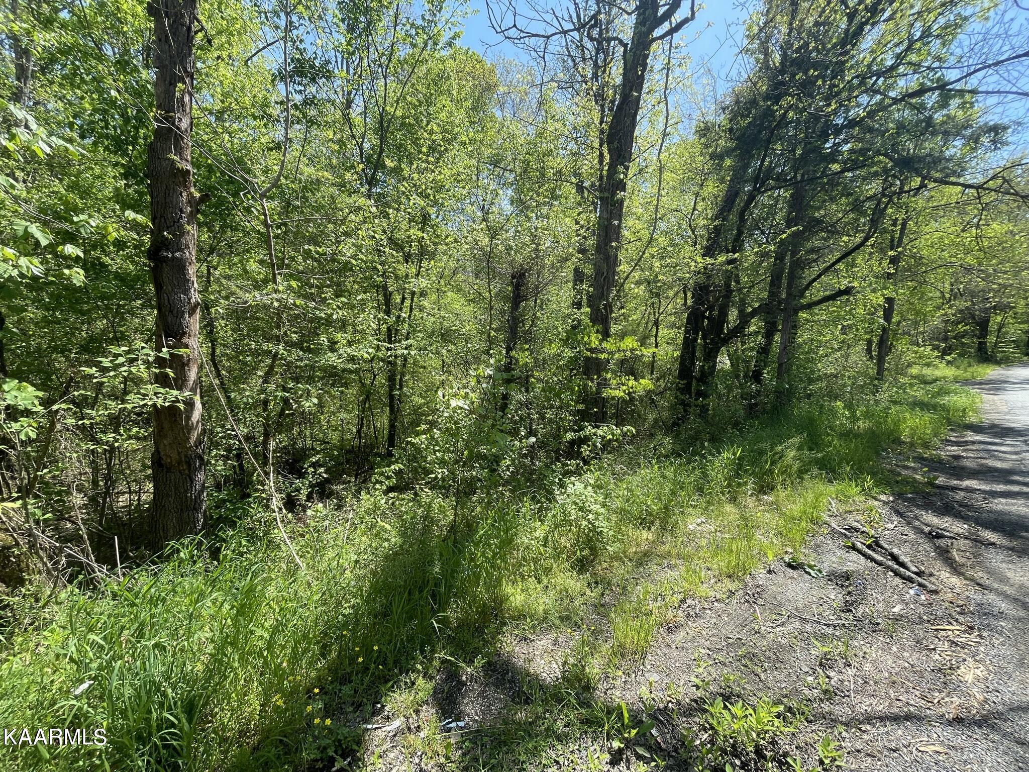 1.43-acre Mt Harmony Road Tellico Plains, TN 37385 - Photo 8 of 37 F400C55D-83CD-44E6-81A6-94D4FAE4E1A3