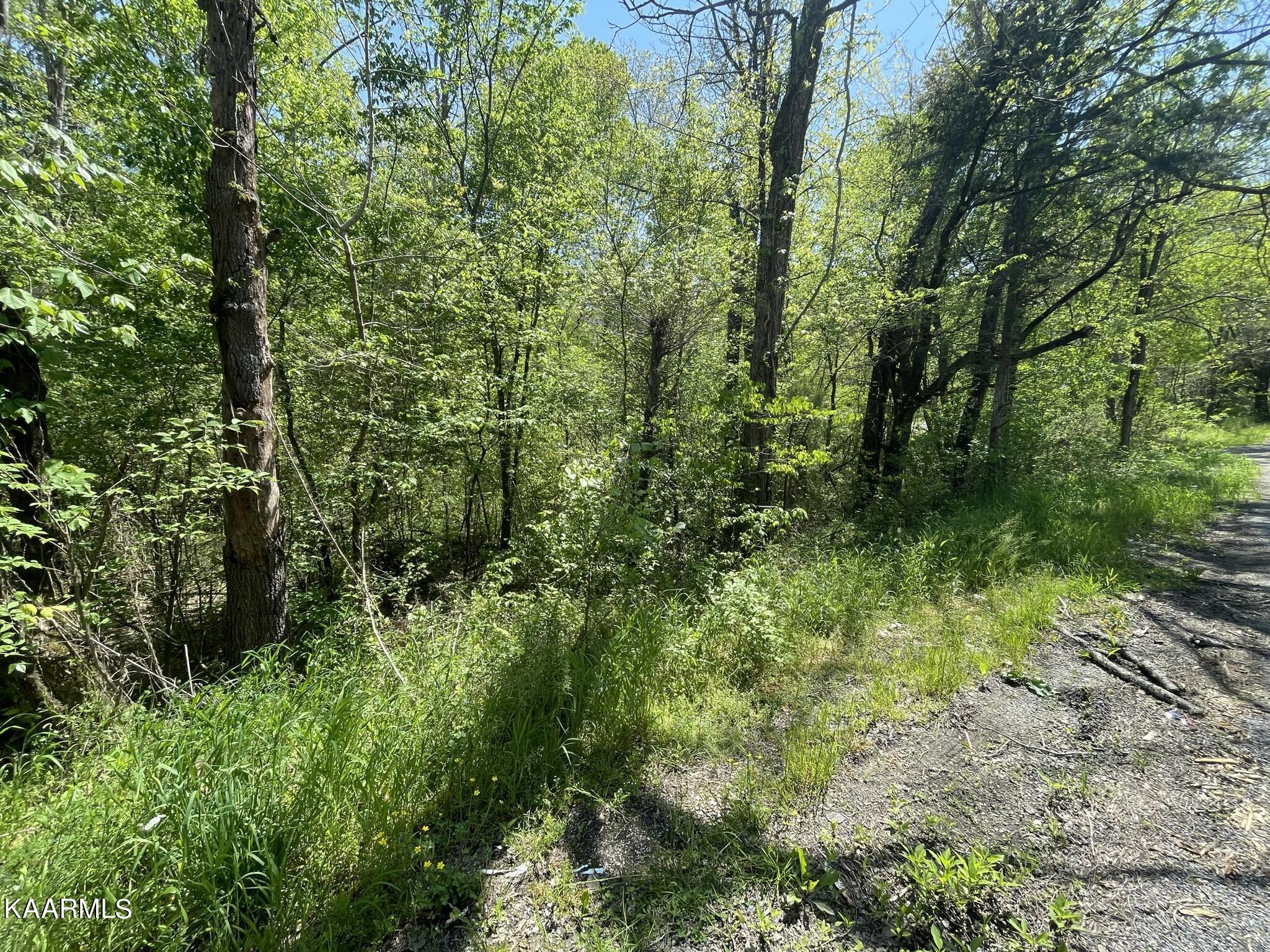 1.43-acre Mt Harmony Road Tellico Plains, TN 37385 - Photo 9 of 37 CEC1DBC0-A340-4FFE-811D-802B16A5F87C