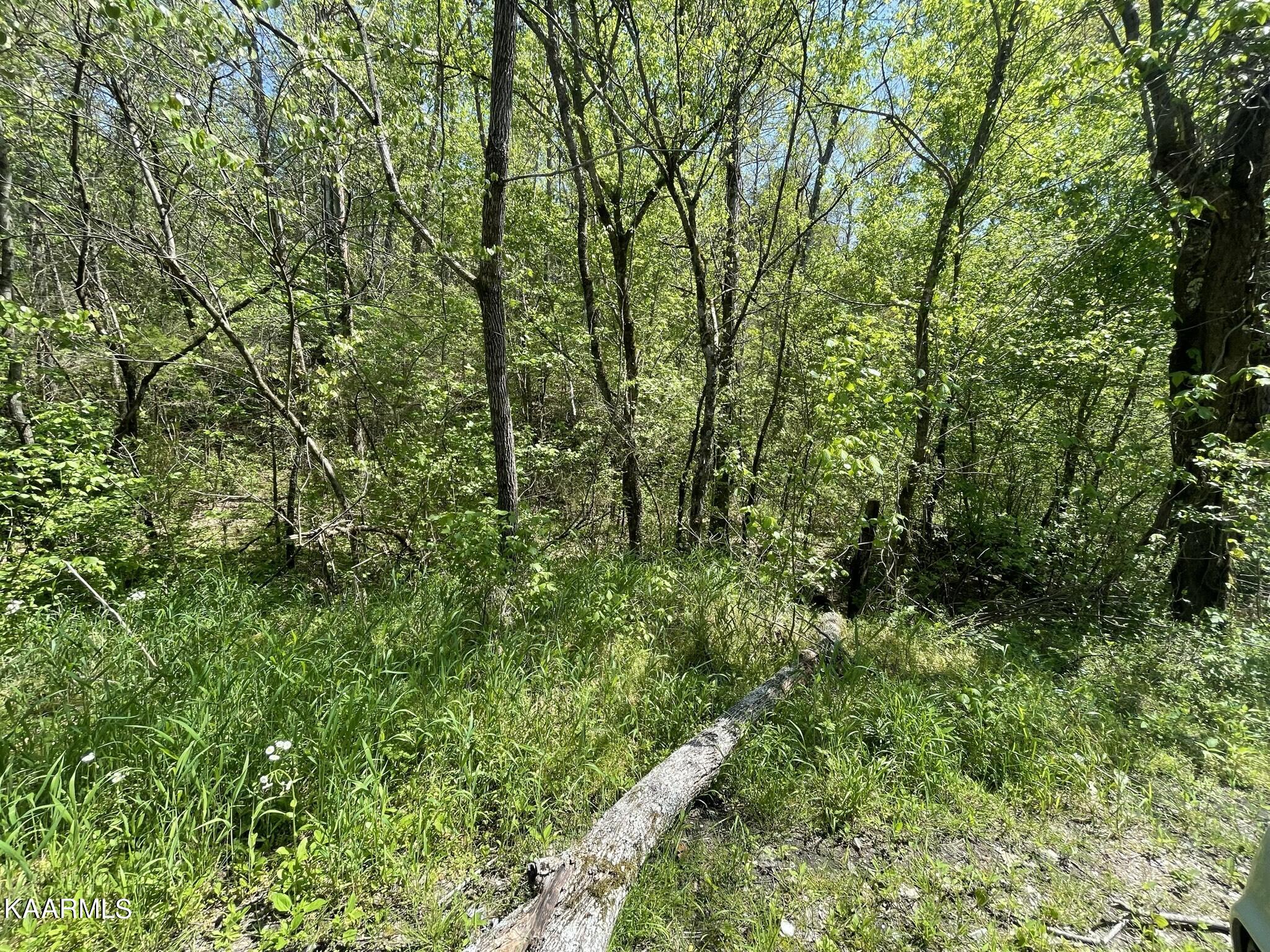 1.43-acre Mt Harmony Road Tellico Plains, TN 37385 - Photo 10 of 37 5878015C-0242-4B22-86D3-117B5470033B