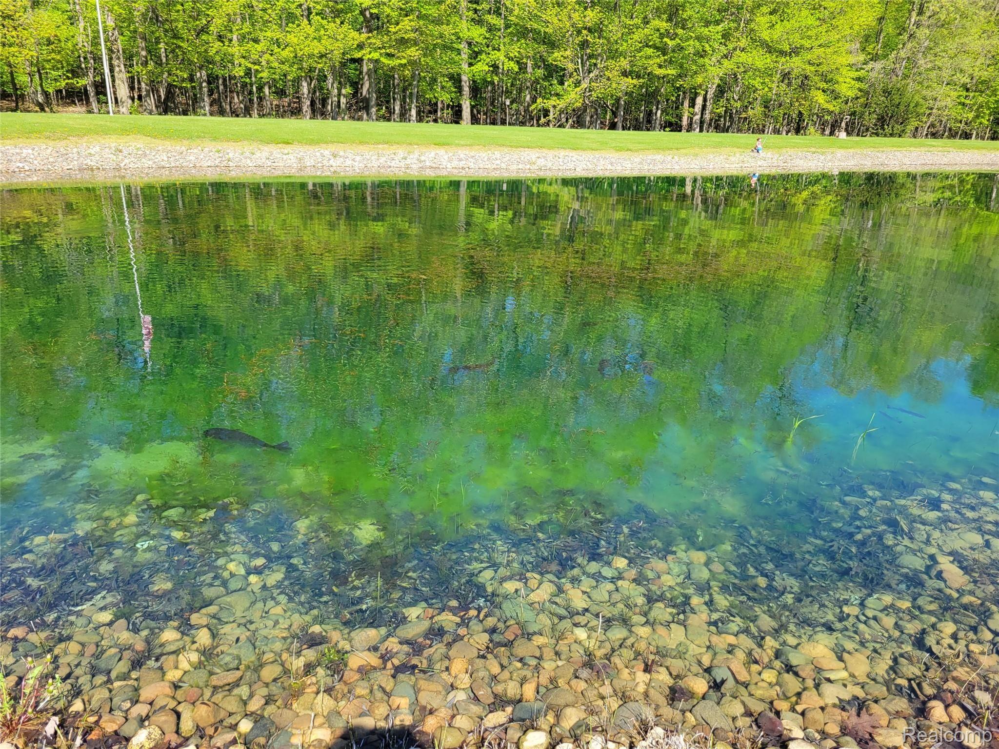 567 North Summers Road Imlay City, MI 48444 - Photo 75 of 77 Pond and woods