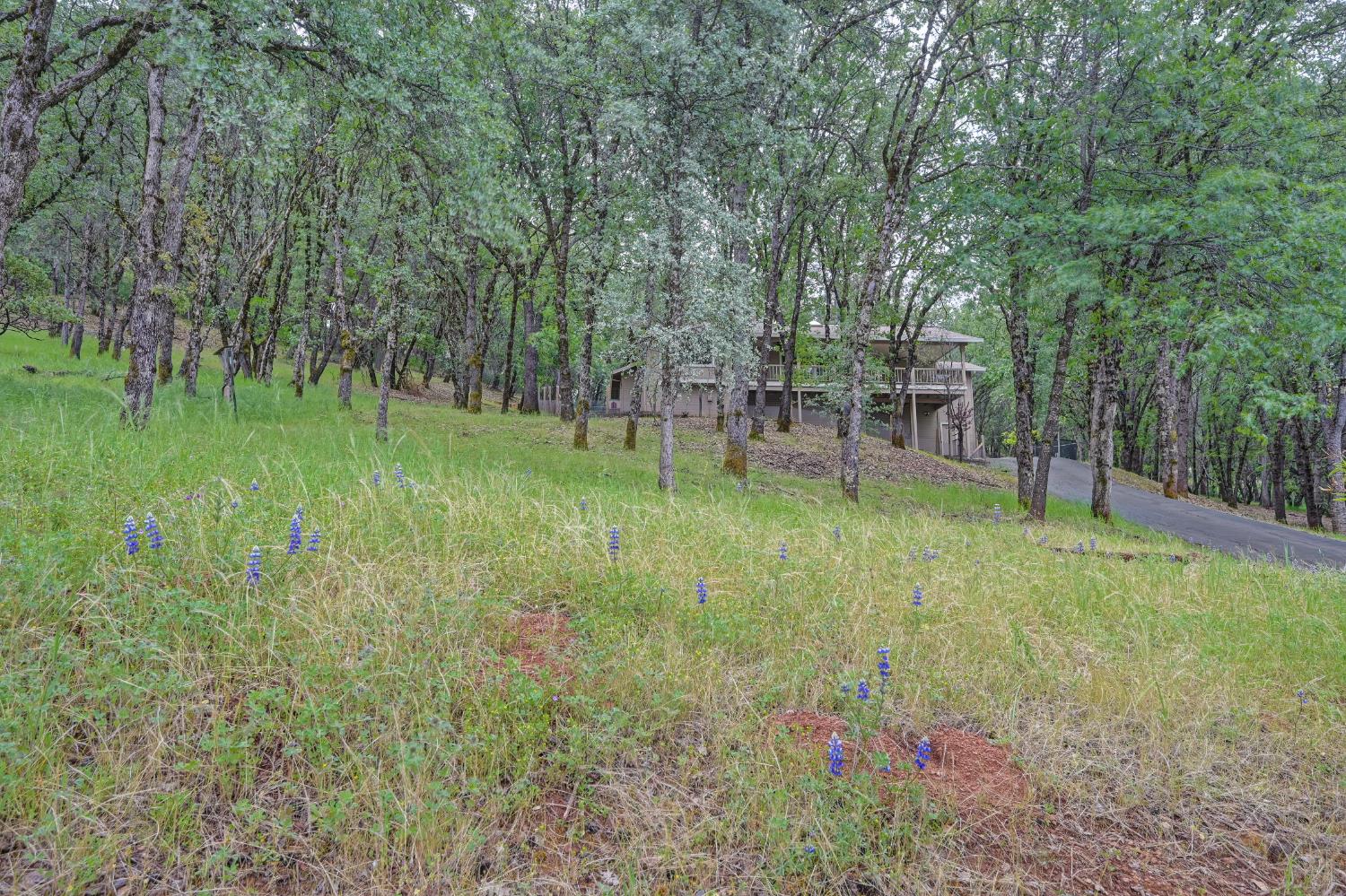 2101 Secret Diggin Court Cool, CA 95614 - Photo 6 of 50