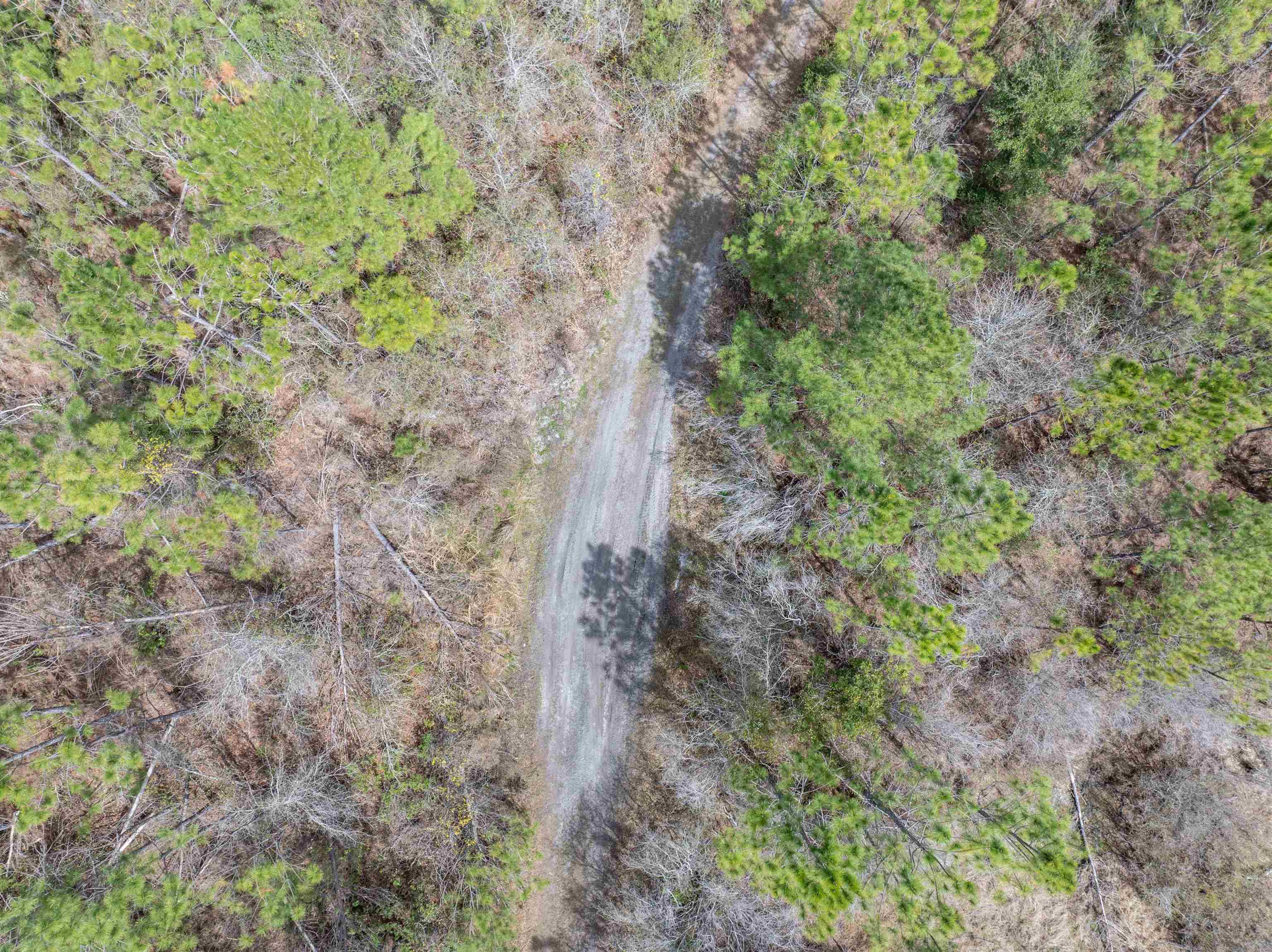 Vacant 40-acres Vacant 40-acres Ellison Frith Road Perry, FL 32347 - Photo 18 of 24