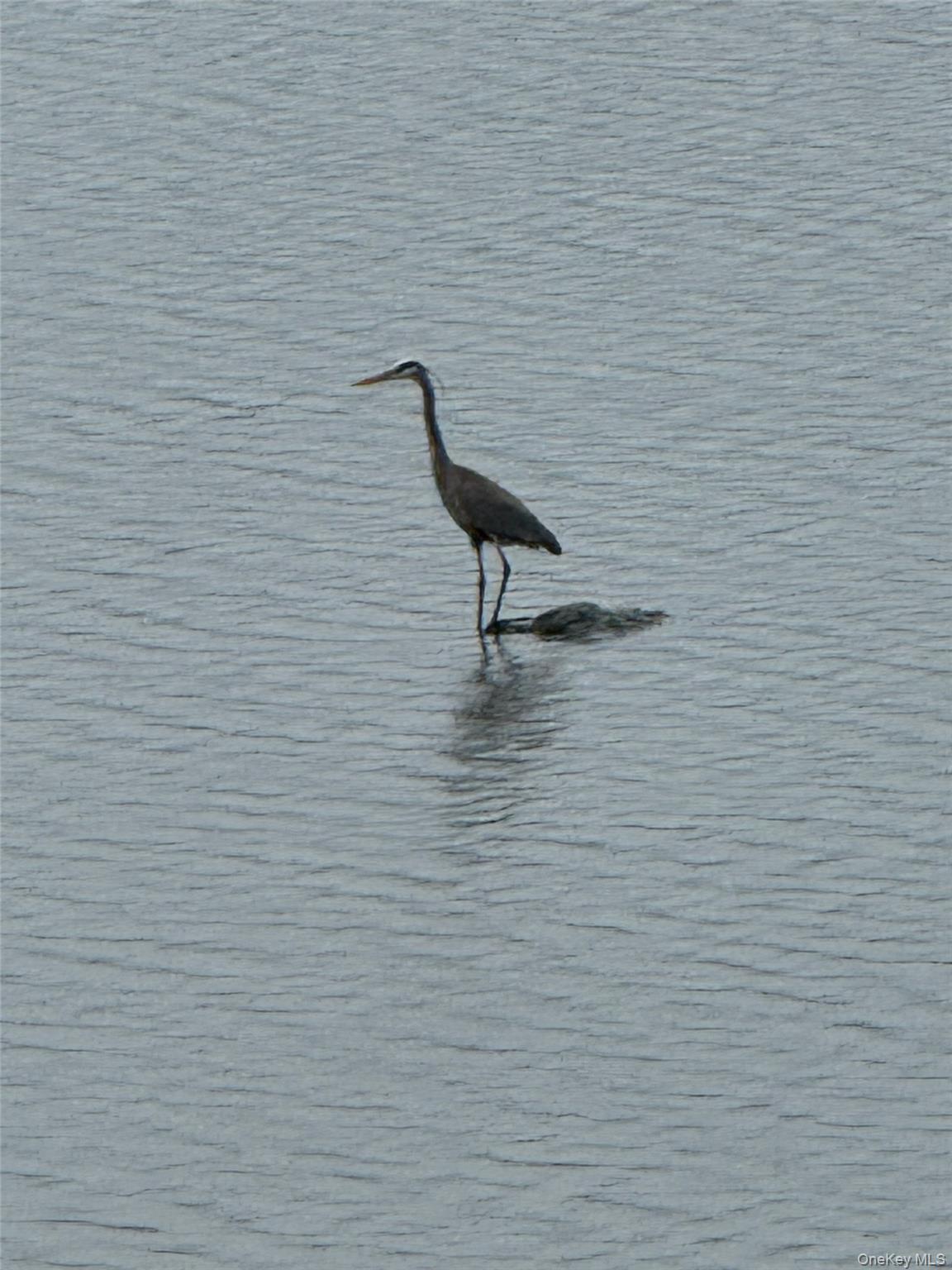 3 Lakeside Road Mahopac, NY 10541 - Photo 49 of 49 A visitor on the lake.