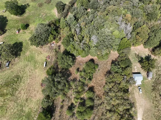 a view of a forest with a tree