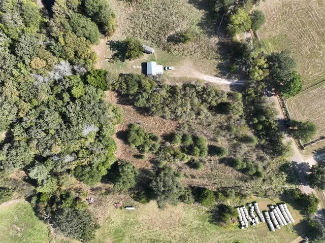 a view of a forest with a tree