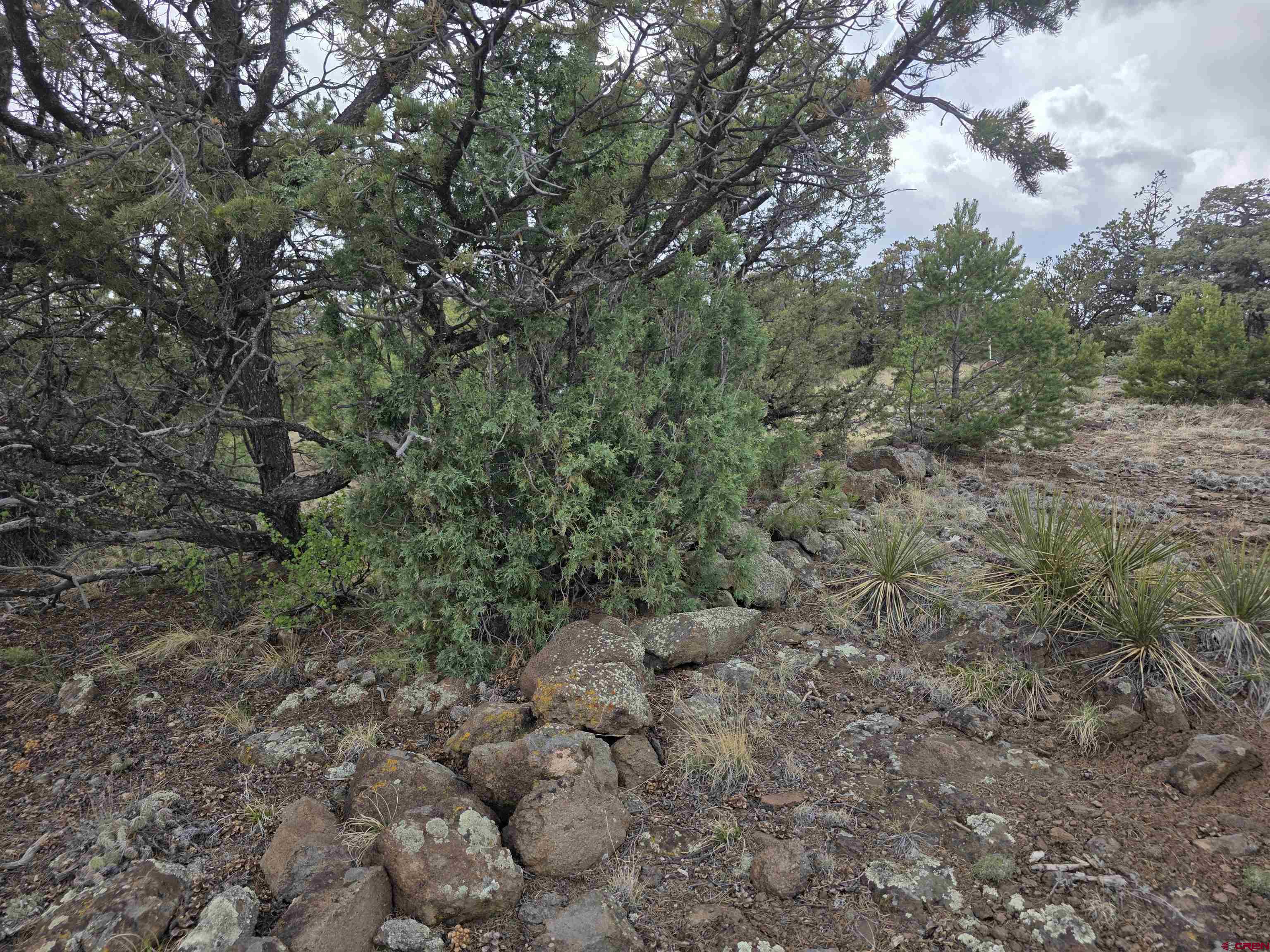 326 Pikes Peak Road South Fork, CO 81154 - Photo 2 of 11 a view of a forest with trees in the background