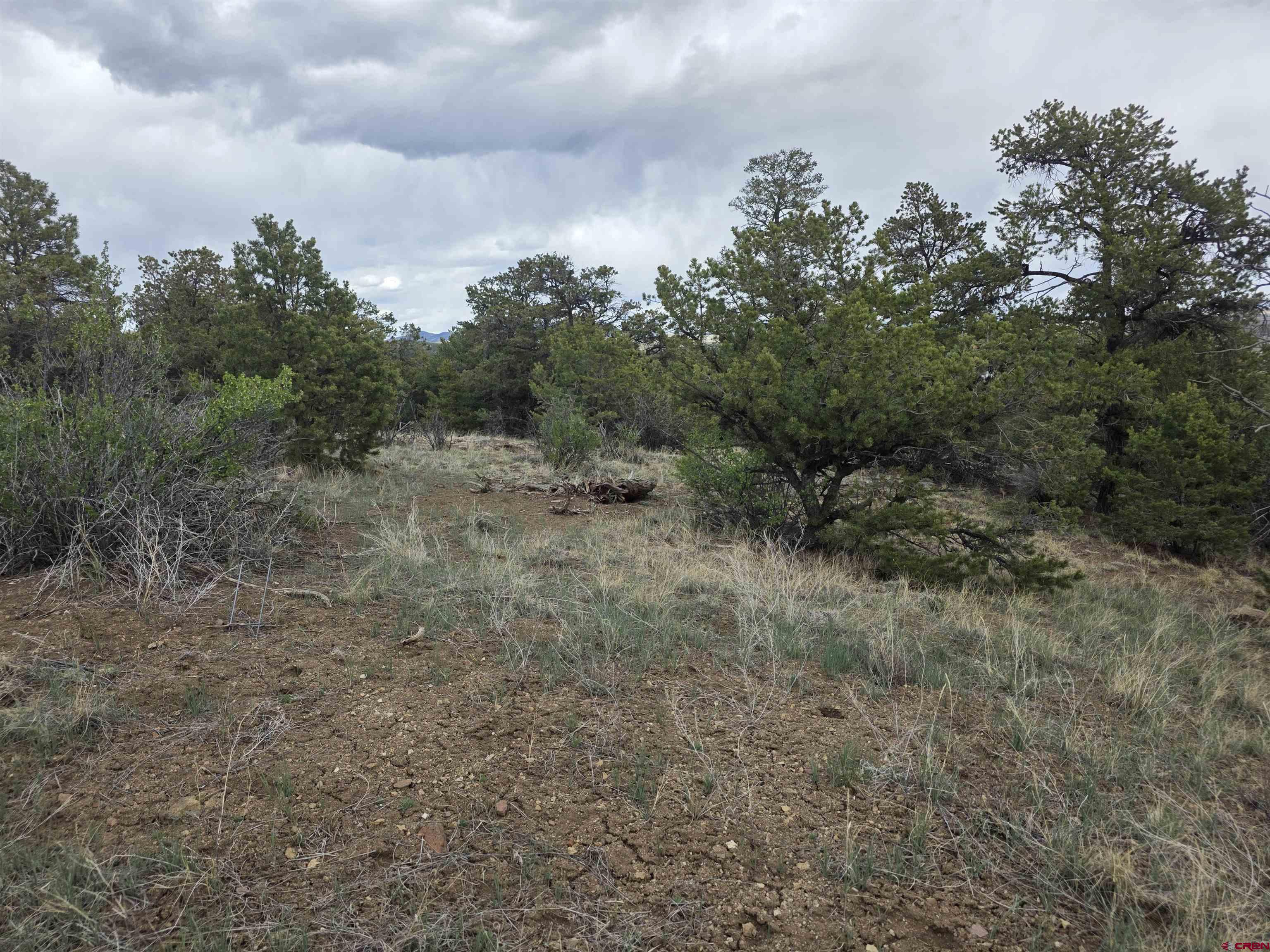 326 Pikes Peak Road South Fork, CO 81154 - Photo 3 of 11 a view of a dry yard with trees in the background