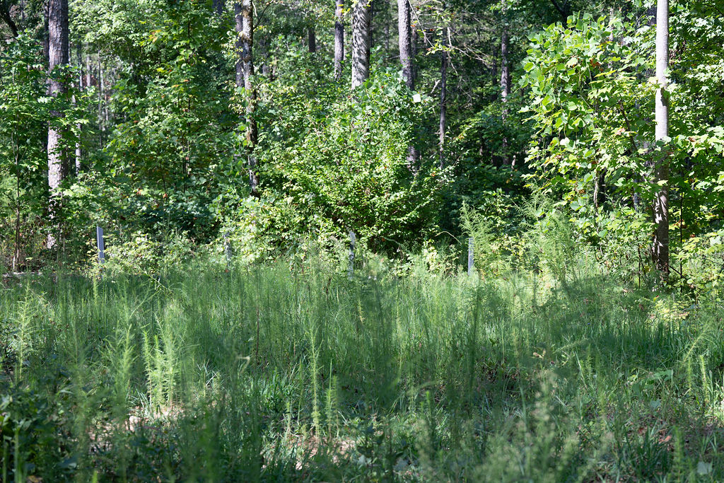 Lot 4 Rock Crusher Road Walhalla, SC 29691 - Photo 9 of 10 Mature trees frame a private wooded setting offering natural privacy.