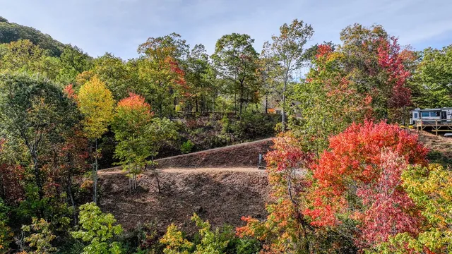 a view of a garden with plants and trees