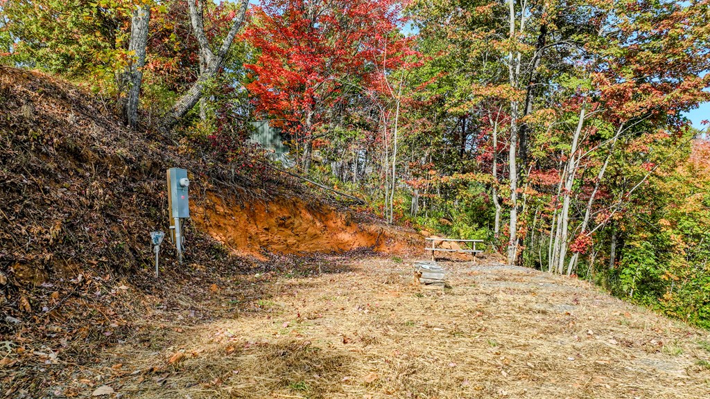 674 Warbler Road Murphy, NC 28906 - Photo 5 of 10 a view of a yard with plants and trees