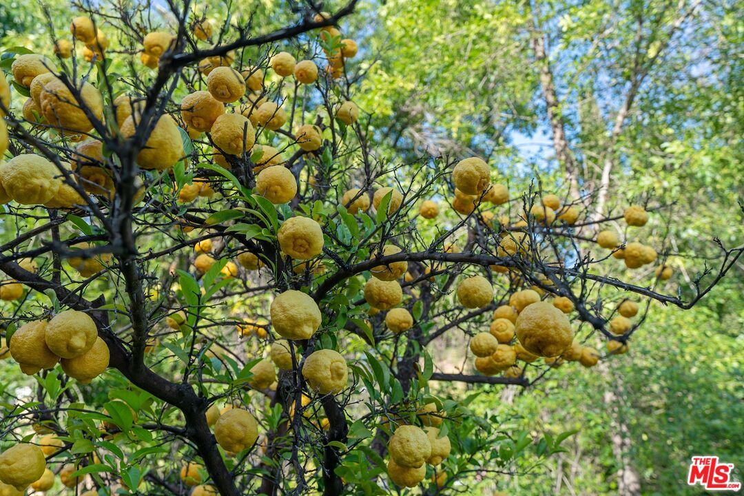 22801 Pera Road Woodland Hills, CA 91364 - Photo 43 of 46 a view of a tree