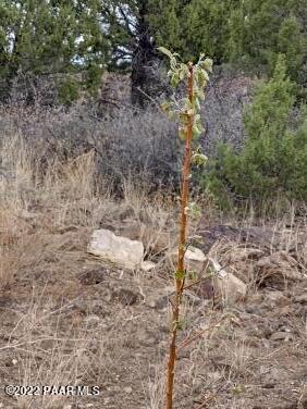 Lot 73 Rocky Rabbit Road Ash Fork, AZ 86320 - Photo 24 of 104 IMG_20220701_124238093_HDR