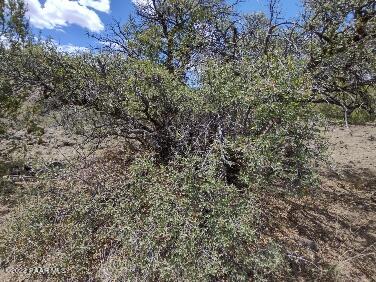 Lot 73 Rocky Rabbit Road Ash Fork, AZ 86320 - Photo 62 of 104 IMG_20220701_130949696_HDR
