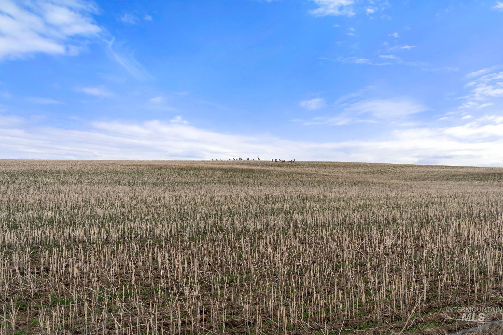 2326 Reubens Road Reubens, ID 83548 - Photo 20 of 34 View of nature with rural landscape