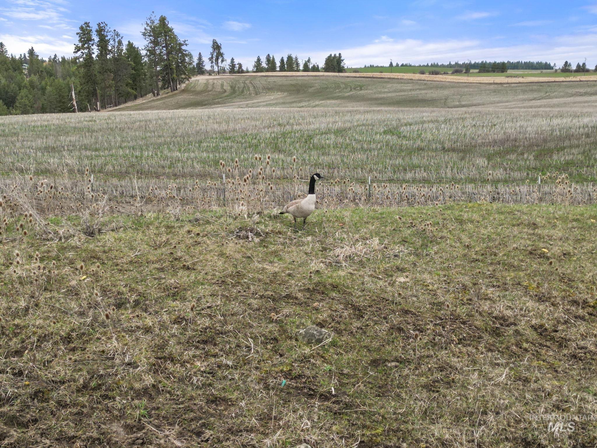 2326 Reubens Road Reubens, ID 83548 - Photo 26 of 34 View of local wilderness with rural landscape