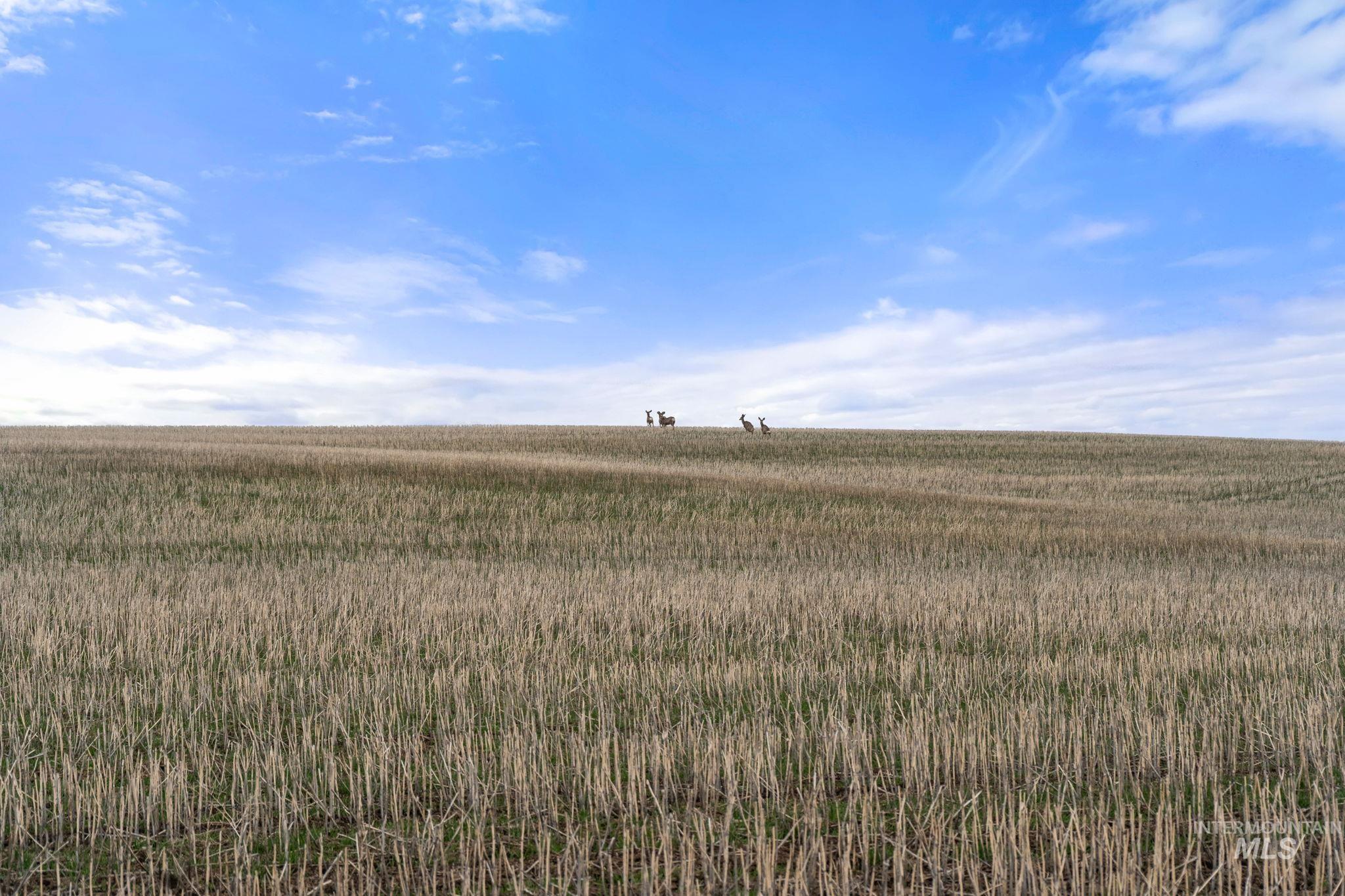 2326 Reubens Road Reubens, ID 83548 - Photo 9 of 34 View of nature with rural landscape