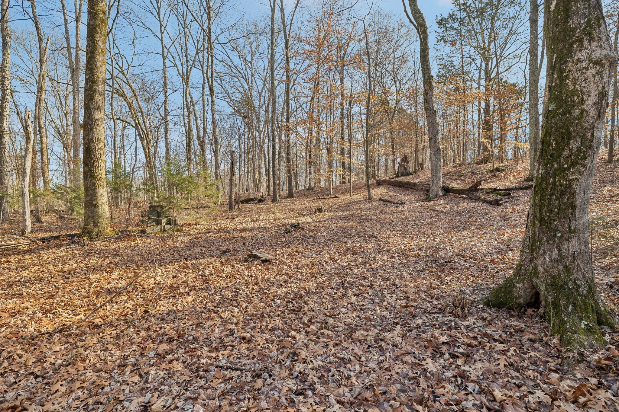 2079 Rock Springs Road Columbia, TN 38401 - Photo 70 of 83 a backyard of a house with lots of green space