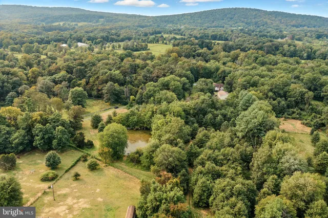 a view of a forest with a street