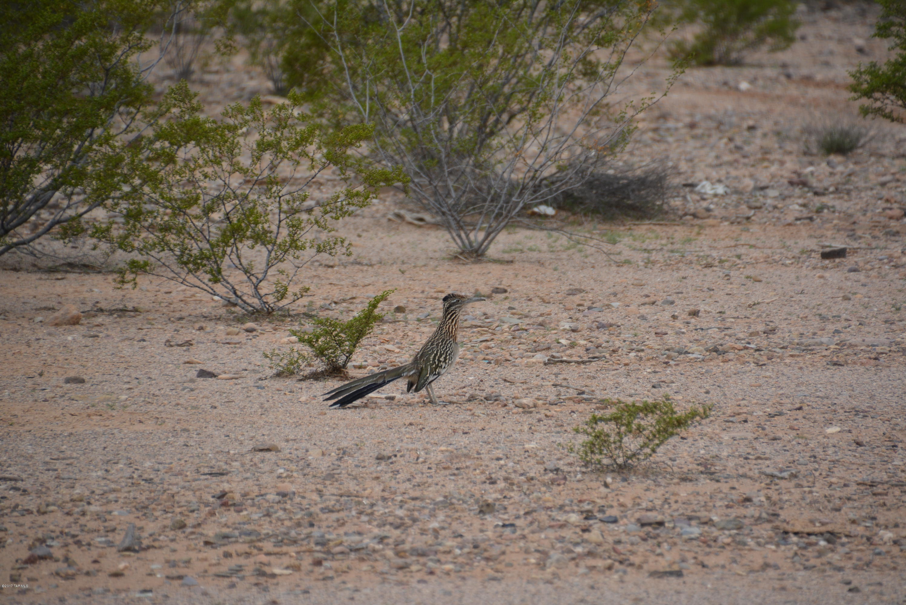 0 North Derringer Road Marana, AZ 85653 - Photo 24 of 24 Gallery Image 24