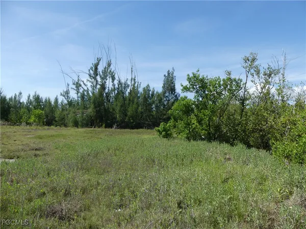 a view of a field with plants and trees