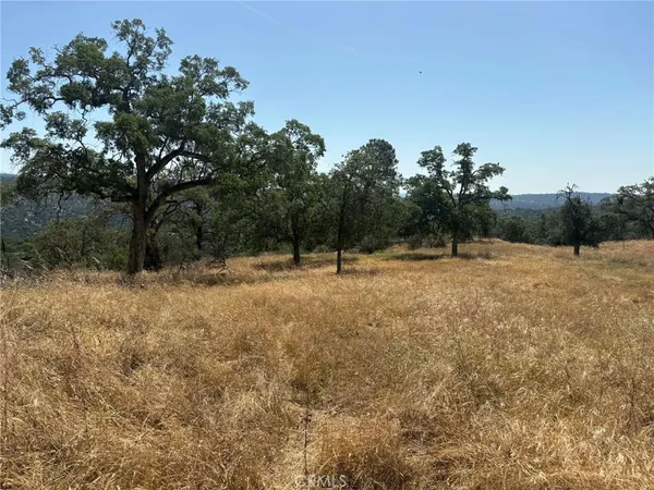 a view of a field with plants and trees