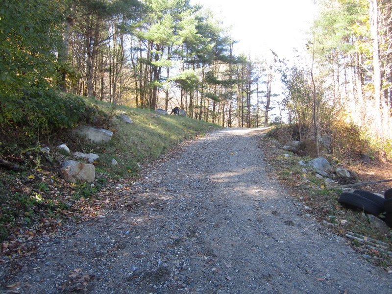 102 South Main Road Otis, MA 01253 - Photo 16 of 25 a view of a yard with a tree