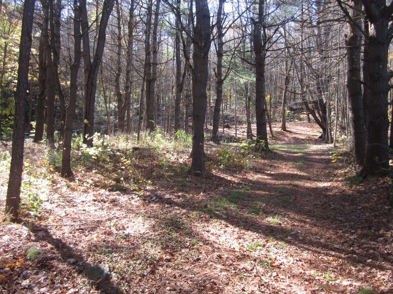 102 South Main Road Otis, MA 01253 - Photo 18 of 25 a view of a yard with trees
