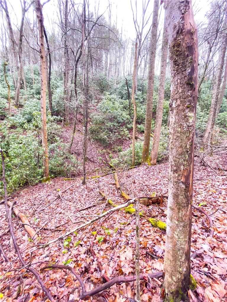 99999 Waldroup Road Hot Springs, NC 28743 - Photo 17 of 35 Gallery Image 17