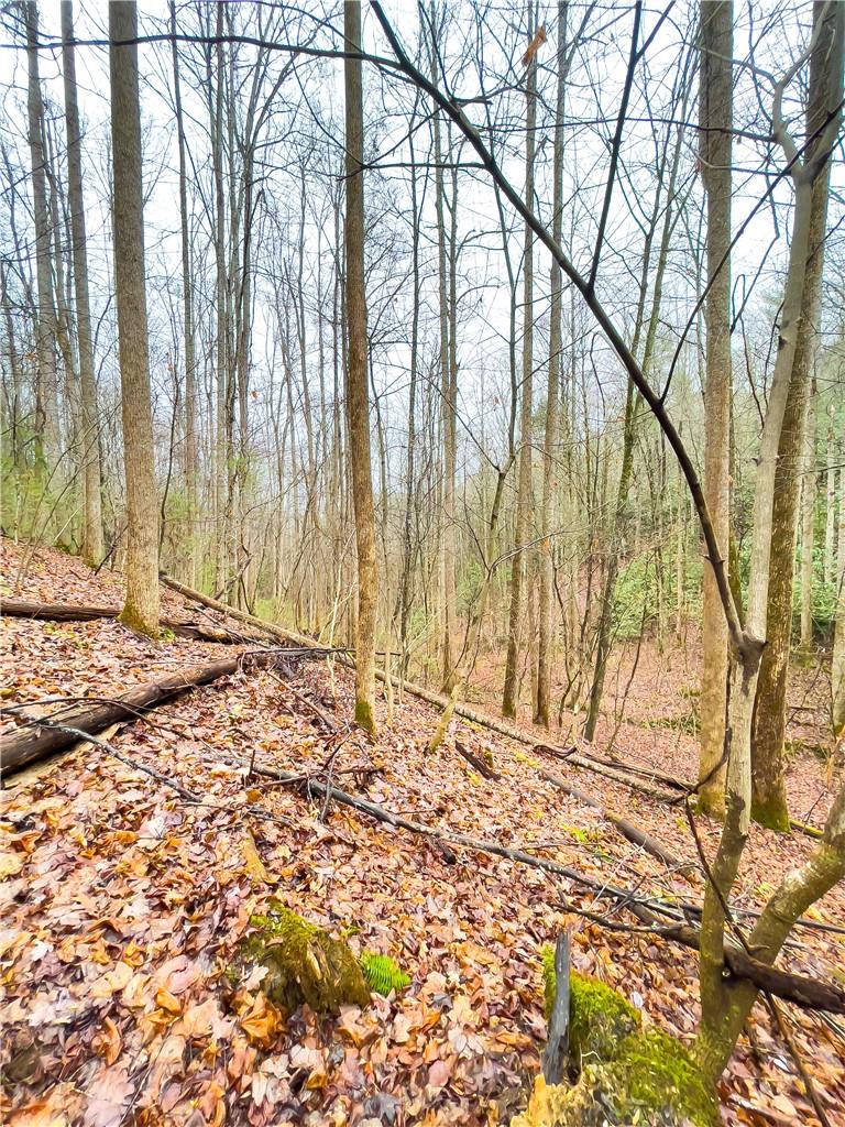 99999 Waldroup Road Hot Springs, NC 28743 - Photo 18 of 35 Gallery Image 18