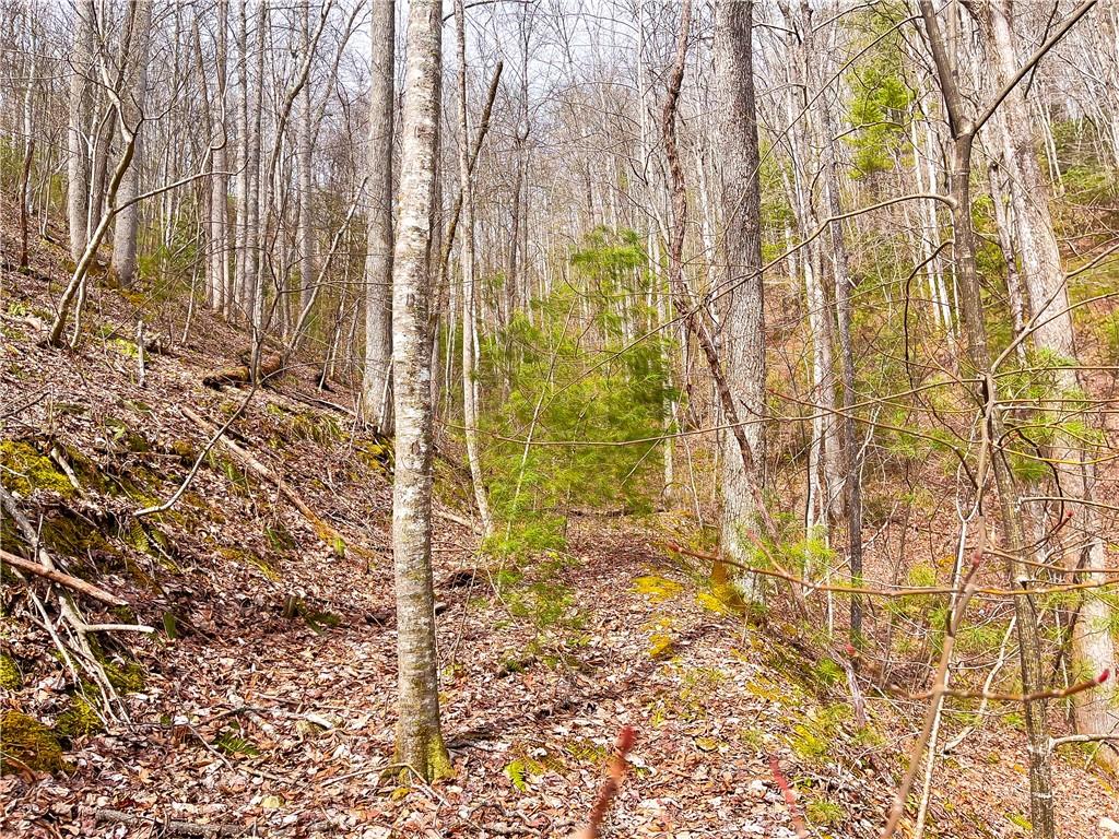 99999 Waldroup Road Hot Springs, NC 28743 - Photo 27 of 35 Gallery Image 27