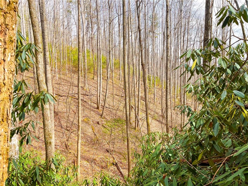 99999 Waldroup Road Hot Springs, NC 28743 - Photo 3 of 35 Gallery Image 3