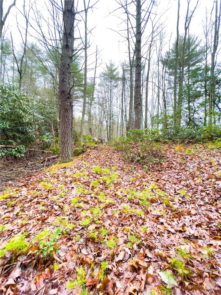99999 Waldroup Road Hot Springs, NC 28743 - Photo 6 of 35 Gallery Image 6