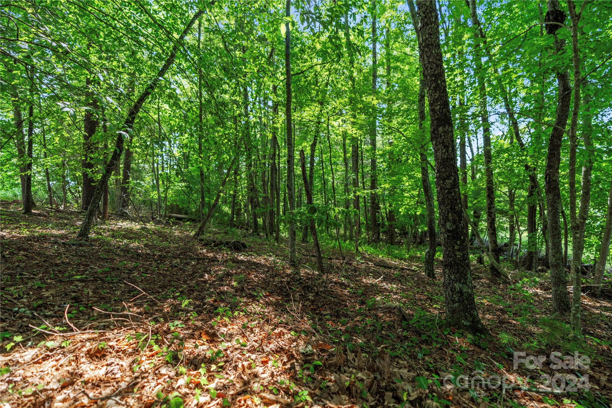 99999 Hazel Brook Road Marshall, NC 28753 - Photo 6 of 18 Gallery Image 6